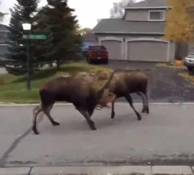 Ma! Calls the cops or the ASPCA or some shit