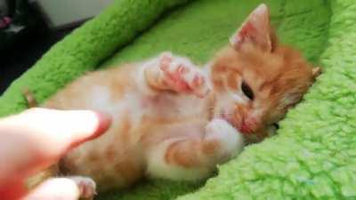 Storm, bottlefed fosterkitten, was found alone in a barn, battled Giardia and ringworm before he was even 3 weeks old. He is now ready to go to his furever home as a healthy boy. He is a little clumpsy clown