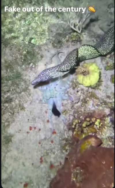 stinkus OUTSMARTS STUPID sea noodle