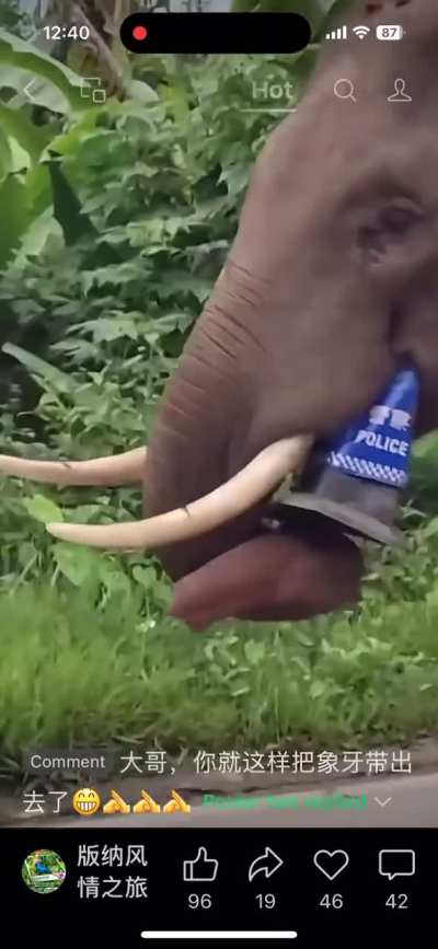 Elephant crosses the border from  Myanmar into China and grabs a souvenir