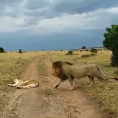 Cats will be cats, no matter their size