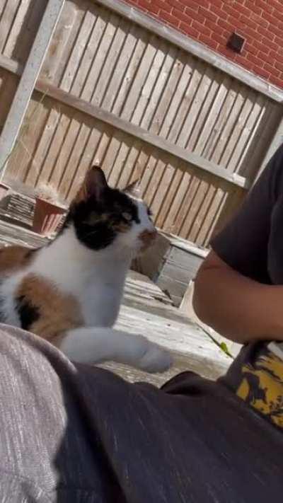 “Please sir, can I have more pets?” (OC)