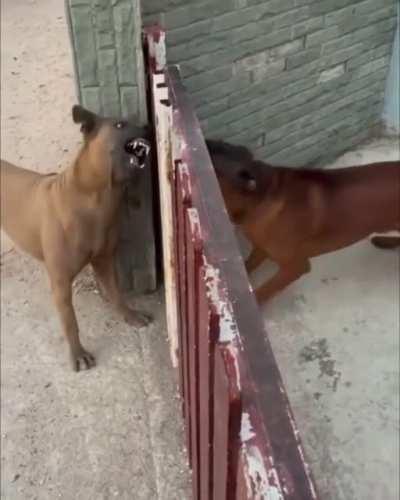 Bark is literally worse then their bite!!