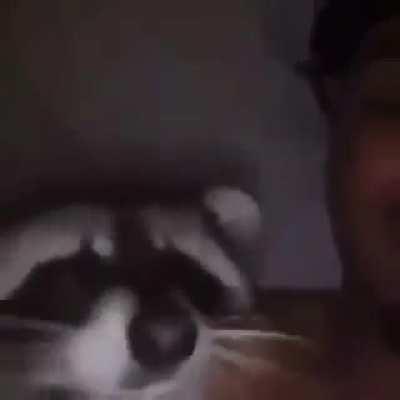 Rocket Raccoon caught slippin