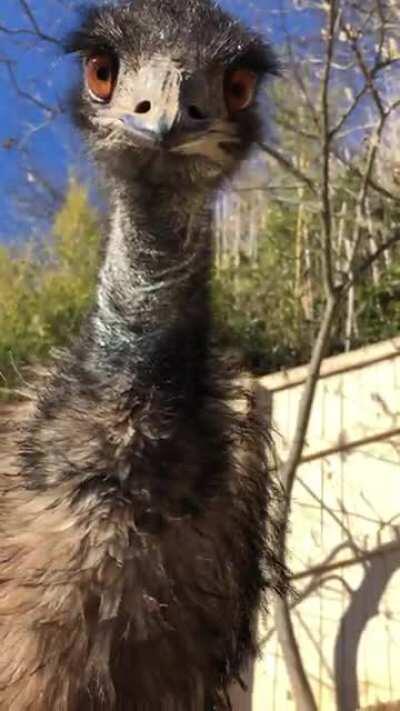 Although they may look intimidating, emus can be affectionate! Measuring in at almost 6 feet tall, this clumsy looking creature can run up to speeds of 31mph!