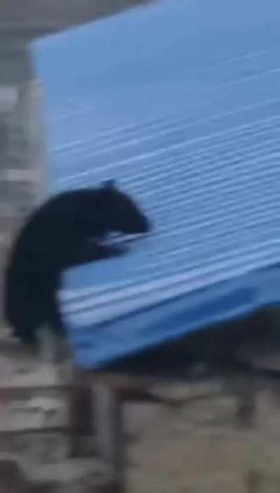 Bearkour in a small village