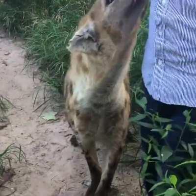 Posting Yeen pics or GIF's everyday until I get to pet one day 356 I wish this were me