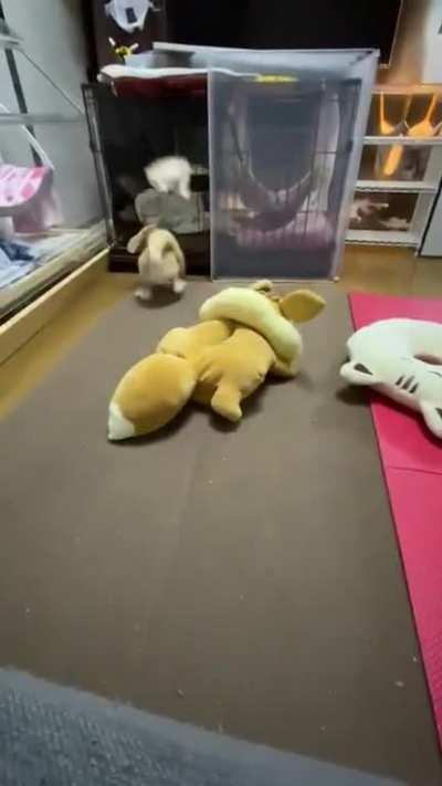 Yay foxxos are crazy