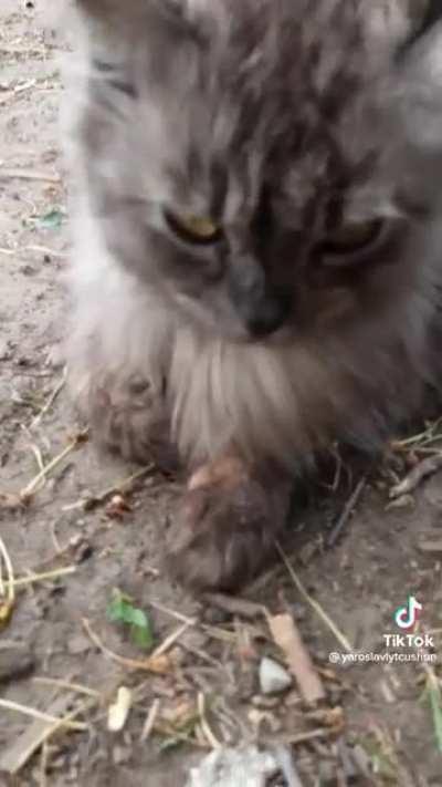 For those who said mama cat was pestered by the puppy trio. Here she is chilling and supervising her canine kids! ❤️