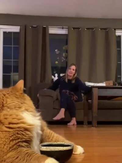 Another Cat Trying To Get Their Owner To Feed Them