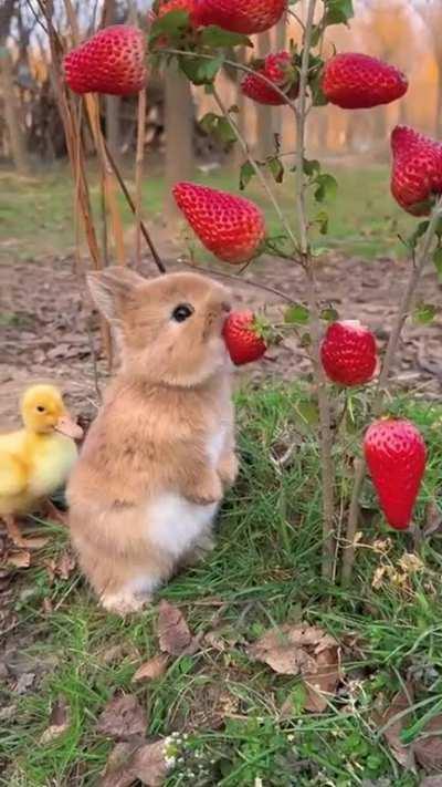 Strawberries anyone?