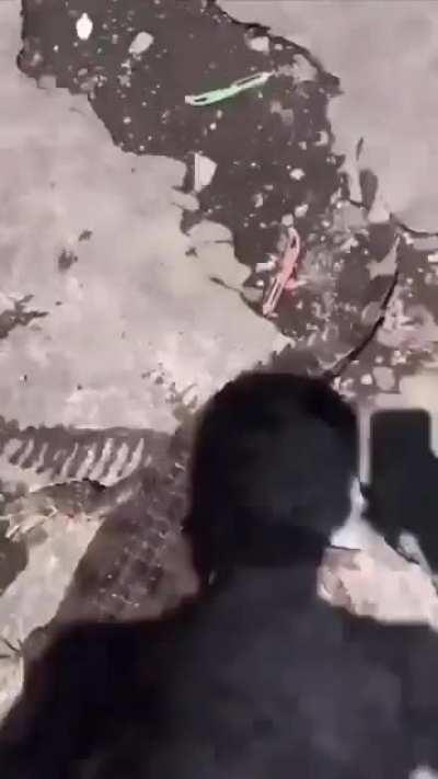 difference between dogs and dangerous animals should be taught in schools