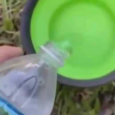 Wakasagihime fans be like