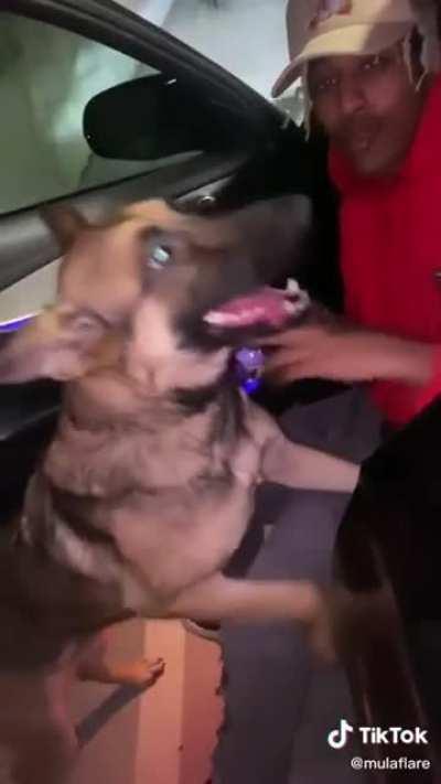 Remember the girl that threw a dog at this guy? The dog is doing better now!