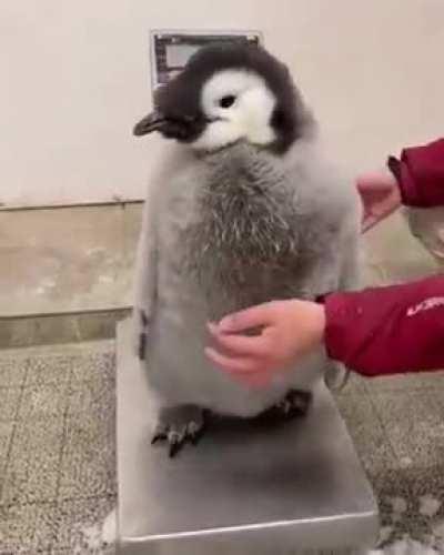 Penguin getting weighed 🐧