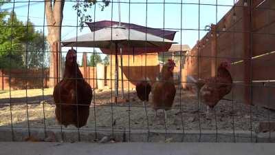 Chicken Coop