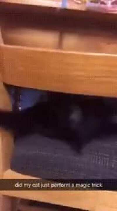 Now You See Me, Now You wtf! Jedi Cat!