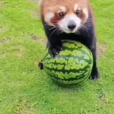 Panda is a expert watermelon player!