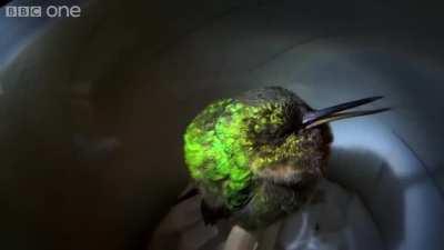 ð¥ Hummingbird. And the video shows how she snores.