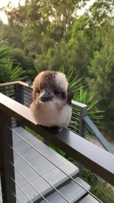 Giving belt treatment to indian bowlers since time immemorial.