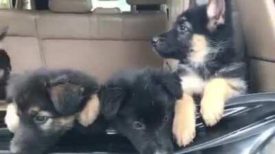 My breeder has a new litter of pups!