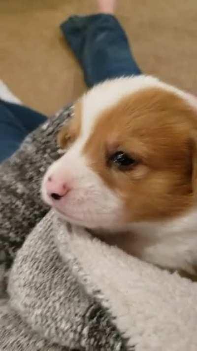 3 week old corgi Howl!