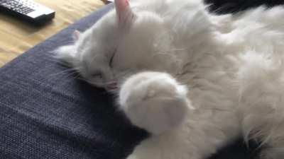 Air kneading with his extra toes