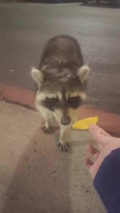 Енот нанюхался специй.