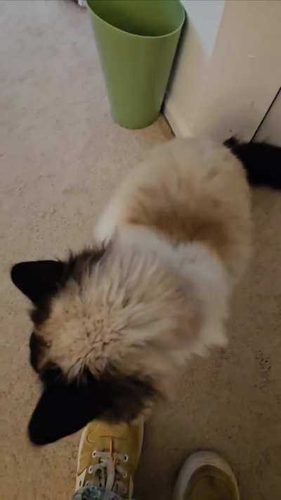 Nimbus likes to scream for pets