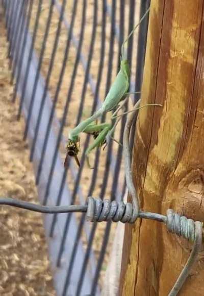 Not sure if this fits here but a mantis rips off a wasps face maybe so