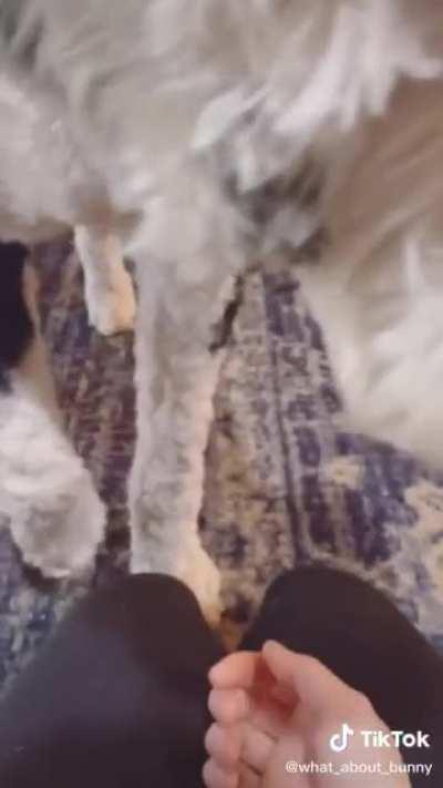 A dog learning to communicate via buttons, Bunny managed to tell their owner they had something in their paw. (Credits too What_about_bunny)