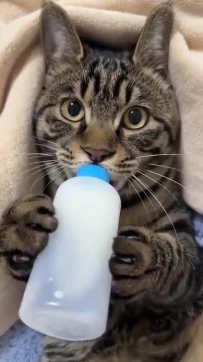 It's time to drink milk