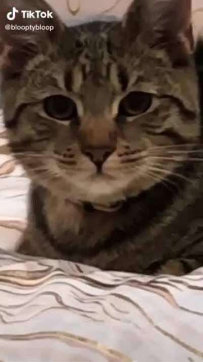 Get this cat some food god damnit