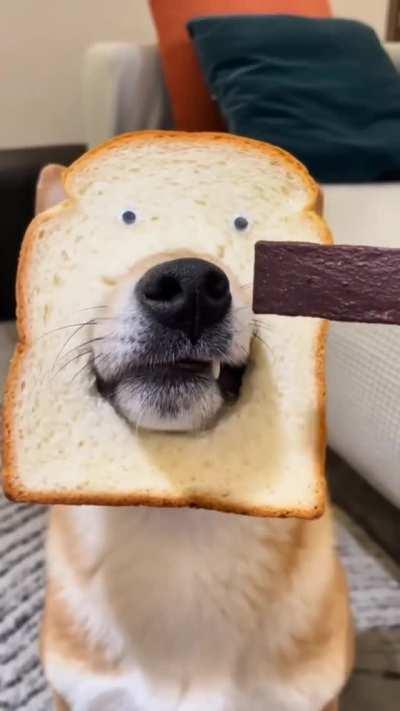 So This Is A Pure Bread Dog...