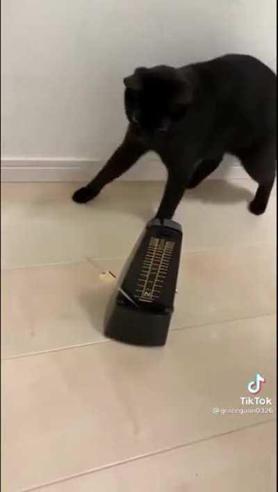 Coolest cat in the club