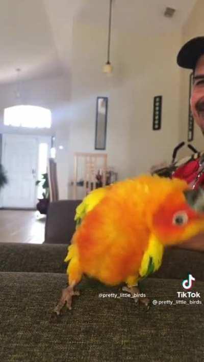 Yo check out this swan