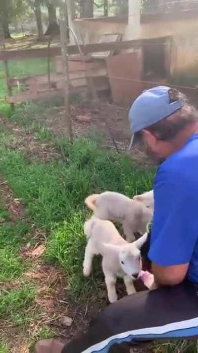 Two hungry little lambs are very ready for breakfast time!