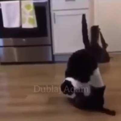 turkish cats 💪🇹🇳🇹🇳🇹🇳🇹🇳