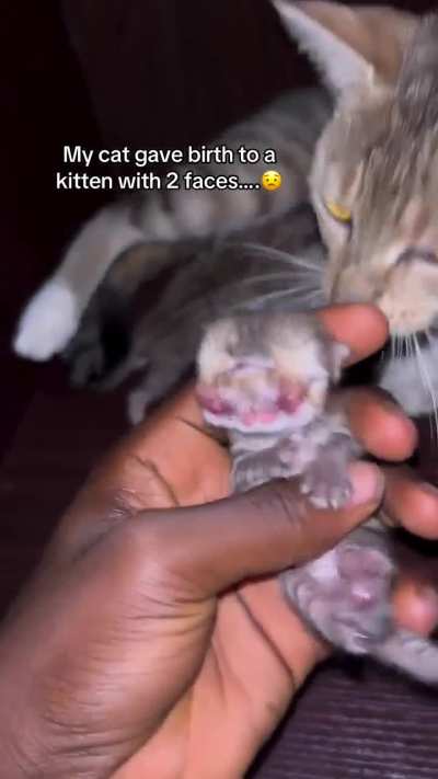 A kitten with two faces