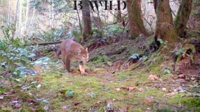 Massive male from British Columbia. This province is said to house some of the world's largest cougars.