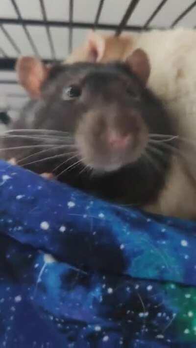 boggles & cuddles 🥺💕