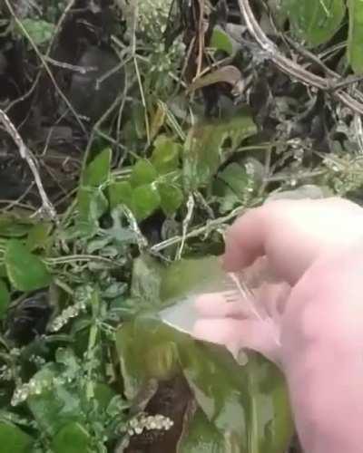 Peeling ice off a frozen leaf