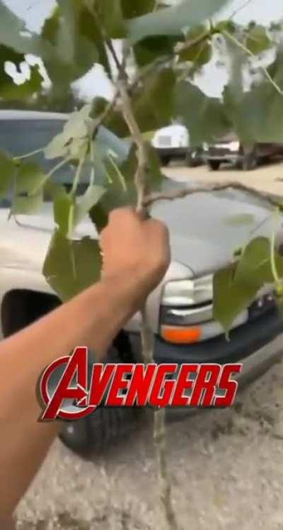 Hor, God of Trees, He's Worthy!