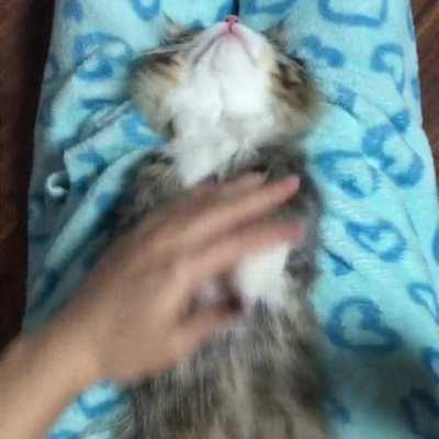 One Cat + One Small Comb = The most relaxed cat you'll ever see!