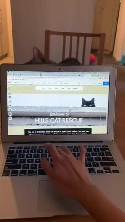 Other cats: *cuddles to get attention* / My cat: