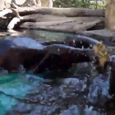 Otters doing their best at oyster shucking