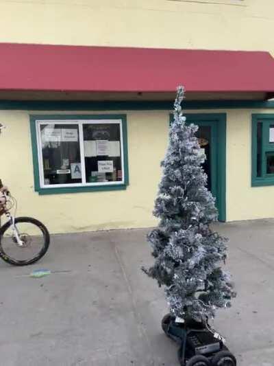 Robo-tree going for a spin on the PB Boardwalk today.