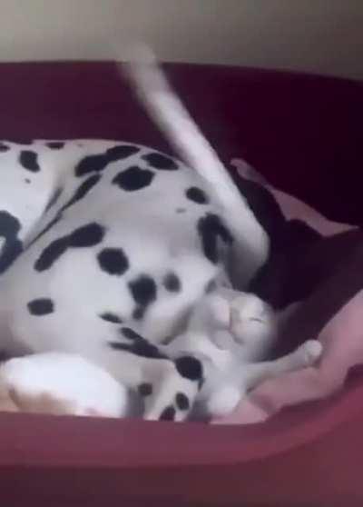 Sharing a bed with a dog