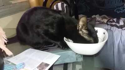 Tiempo atras escribi la historia de la pobre madre(link en comentarios), por favor ayudenme a encontrarle casa al unico hijo que sobrevivio. Se lo llevo yo mismo a donde sea.