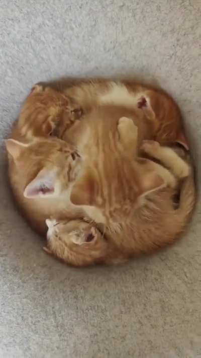 That is a lethal amount of 🍊🍊🍊